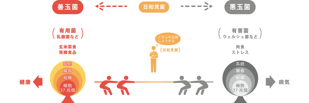 健康 ← 善玉菌 ← 日和見菌 → 悪玉菌 → 病気